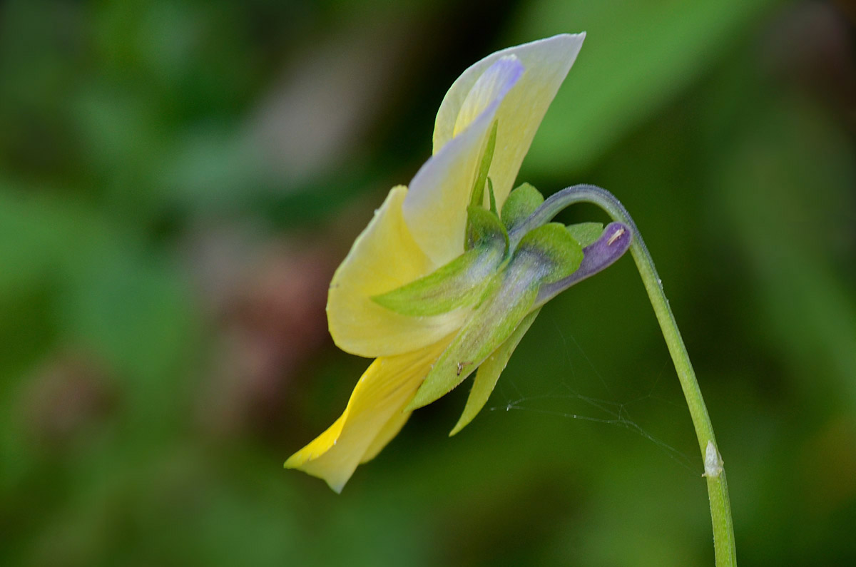 Viola tricolor / Viola del pensiero